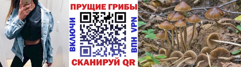 Псилоцибиновые грибы MAGIC MUSHROOMS  цена   кракен tor  Новокузнецк 